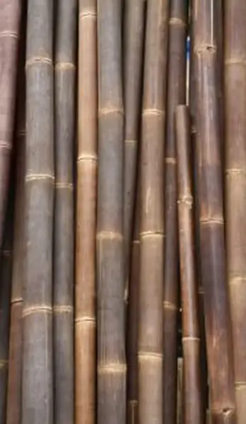 Product image 1 of the product “Bamboo „Petung“ Dendrocalamus asper, yellow-brown,8-11 cm, 300 cm L ”