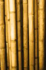 Product image 1 of the product “Bamboo, apus 