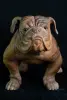  Product image 1 of the product “Standing French Bulldog made from suar wood, 75cm Height. ”