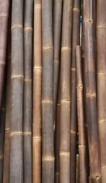 Product image 1 of the product “Bamboo „Petung“ Dendrocalamus asper,, brown-black, 9-11 cm, 300 cm L ”