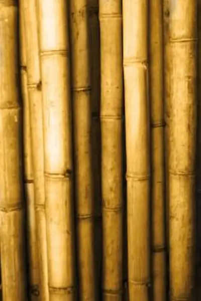 Product image 1 of the product “Bamboo „Petung“ Dendrocalamus asper, yellow-brown, 8-11 cm 400 cm L ”