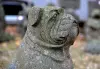  Product image 2 of the product “Seat bulldog on pedestal, about 60cm high ”