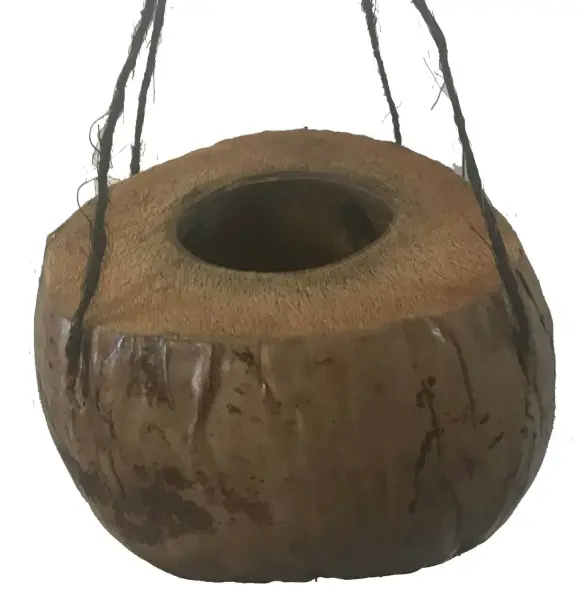 Product image of the product “3/4 Coconutfruit as flowerpot with black string to hang, the opening is about 10cm deep ”