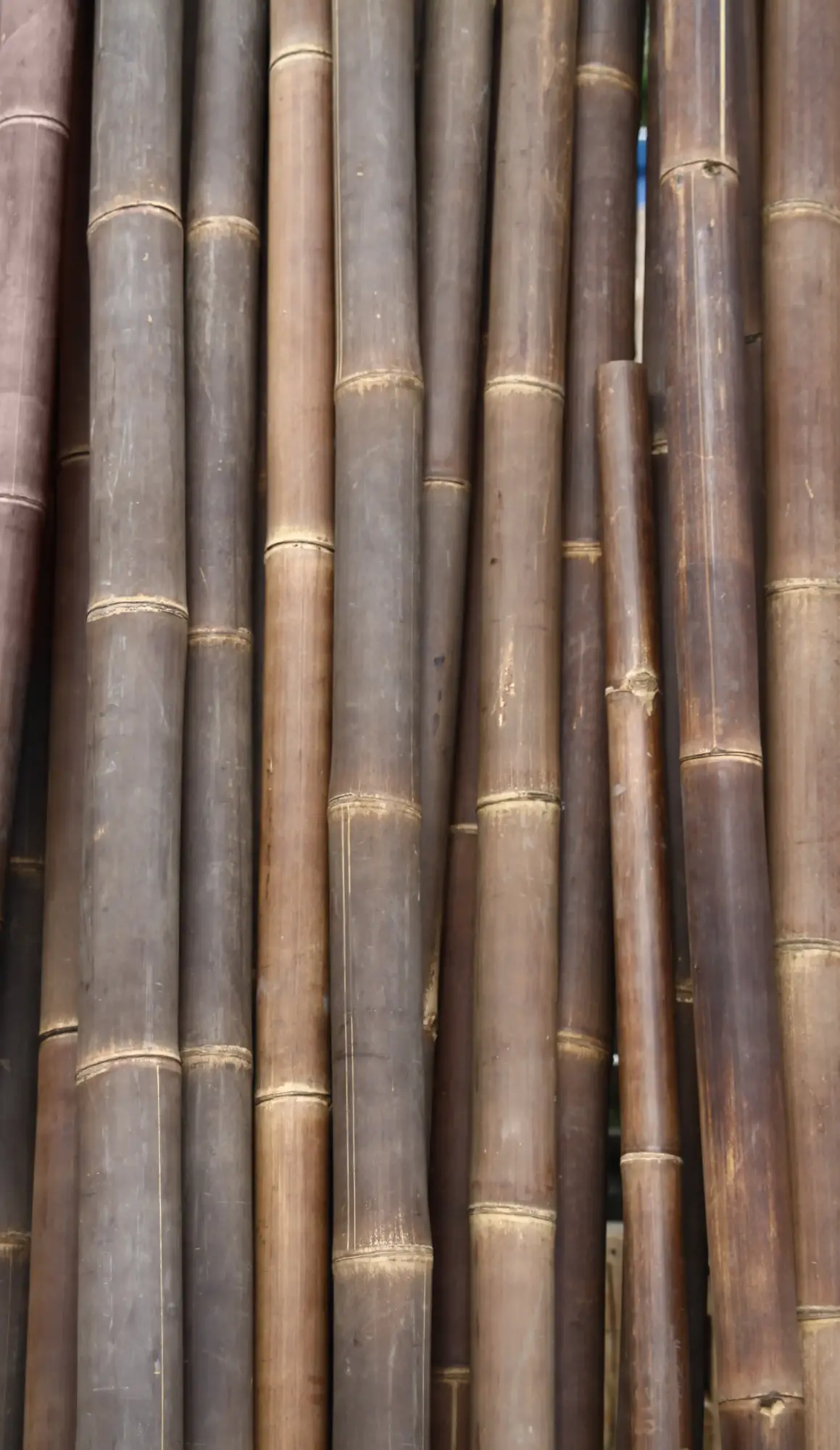  Product image 1 of the product “Bamboo „Wulung“ Gigantochloa atroviolacea, brown-black, 6-8cm, 200cm L ”
