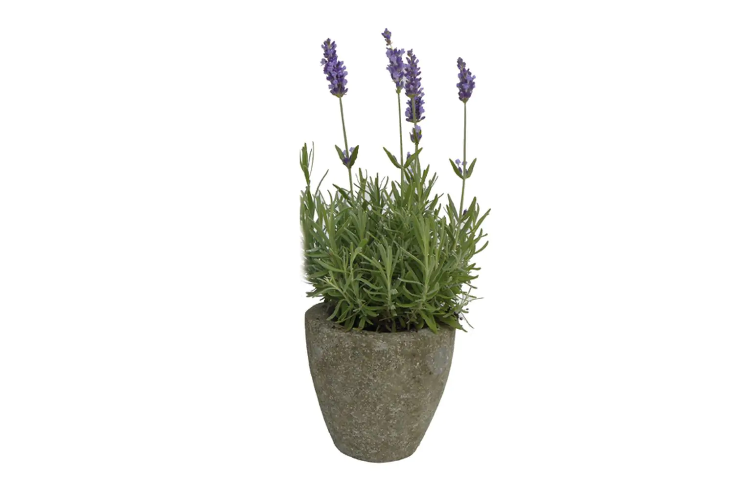  Product image 1 of the product “Round vessel, made of basanite - Konka ”